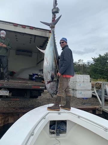 Monster bluefin tuna hanging by tail for loading into fish truck