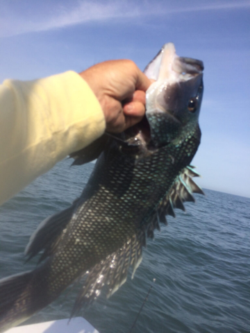 Closeup of black sea bass held by fisherman