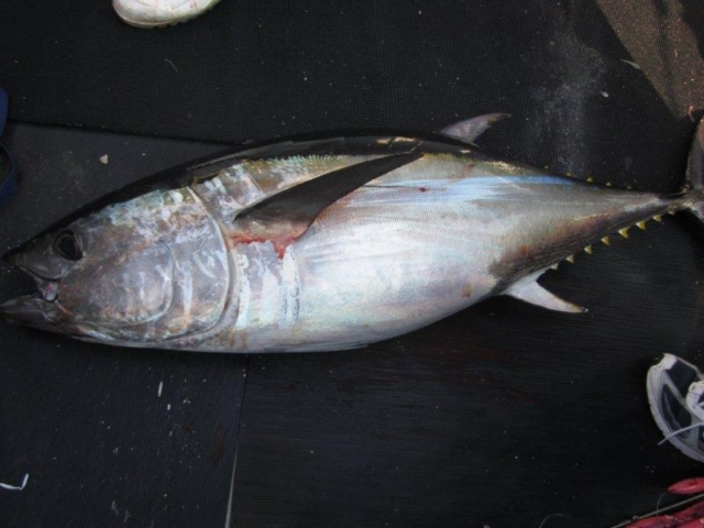 Bluefin tuna on deck of boat, about 3.5 feet long