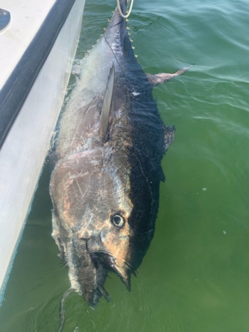 Bluefin tuna tied beside charter boat