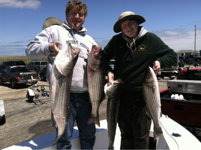 Two men holding striped bass caught on a fishing charter trip