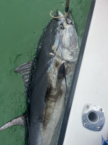 Bluefin tuna alongside fishing boat
