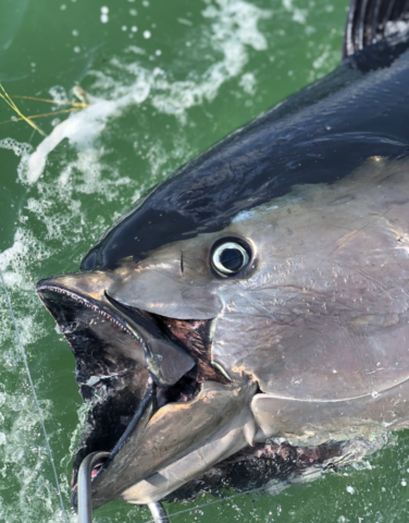 Close up of a blue fin tuna, mouth open, still in the water