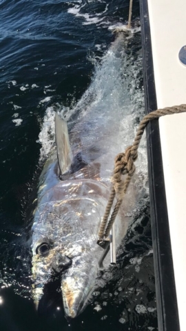 Giant bluefin tuna tied to side of the fishing boat