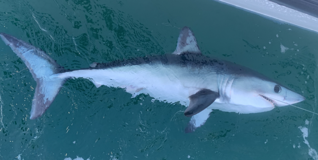 Great White Shark caught on the line