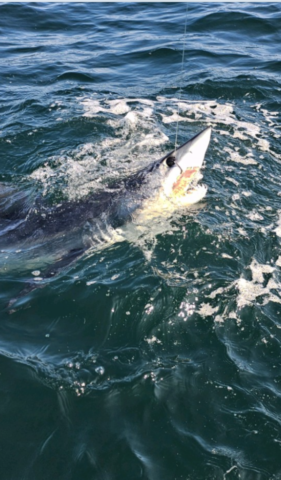 Great white shark with mouth open and head out of water