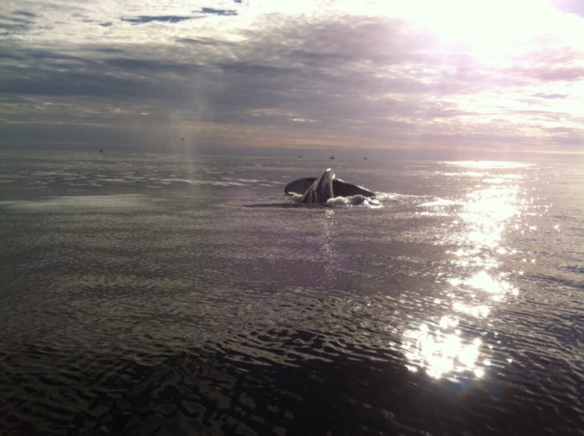 Humpback whale tail rising out of dark ocean water, bright sun through background clouds