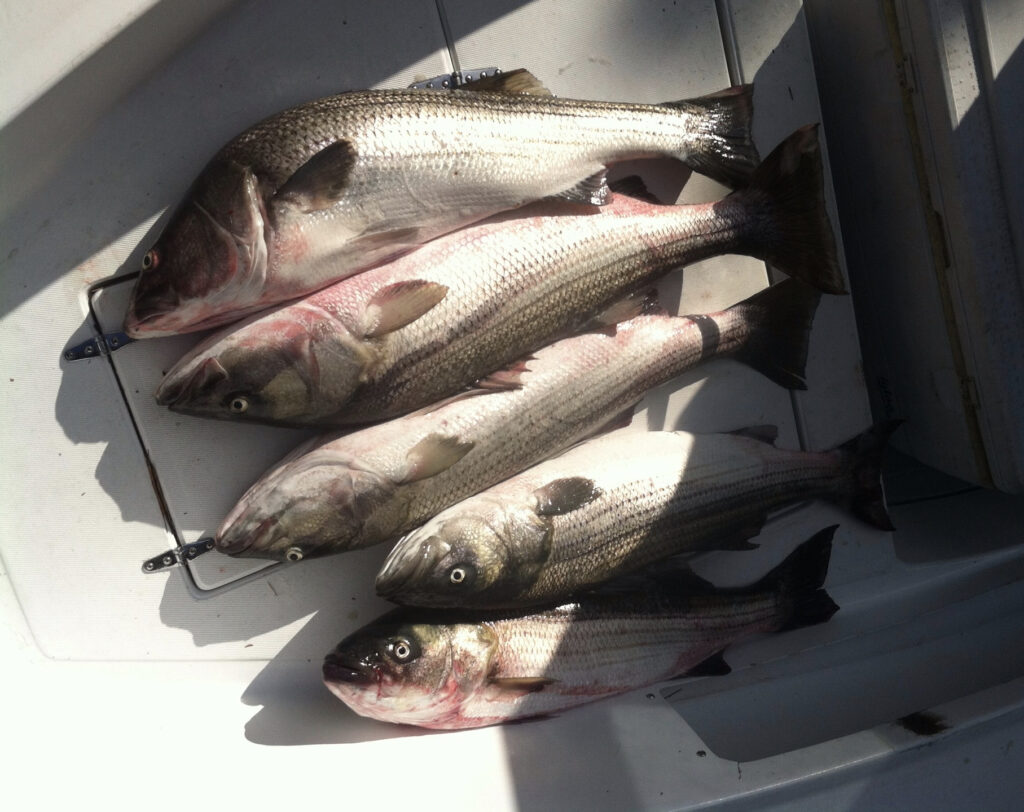 Five striped bass on boat deck