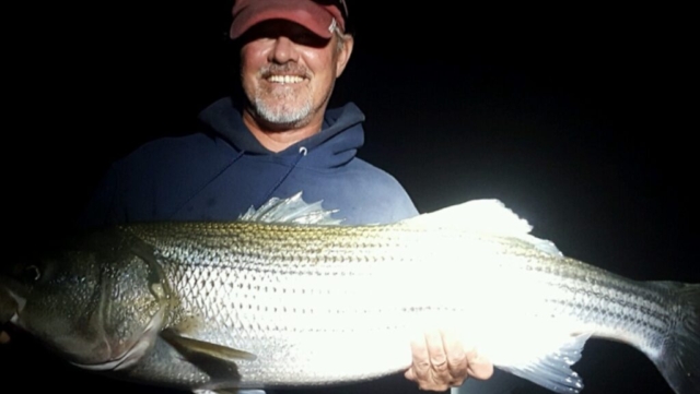 Night photo of fisherman holding very large striped bass