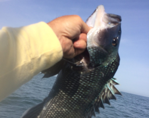 Closeup of hand holding black sea bass, blue sky and sea in background