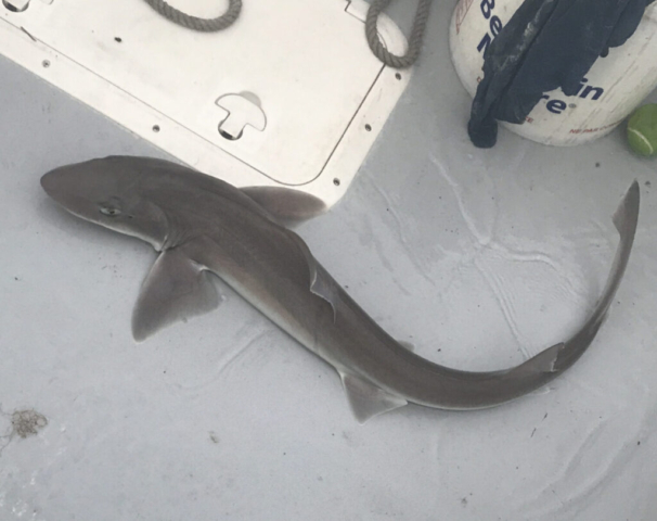 Baby spiny dogfish on deck of boat