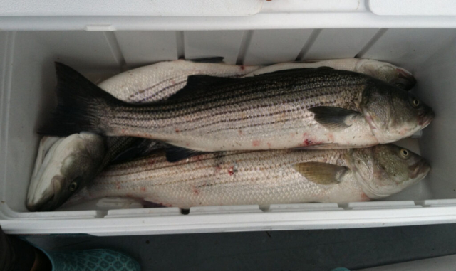 Cooler full of striped bass